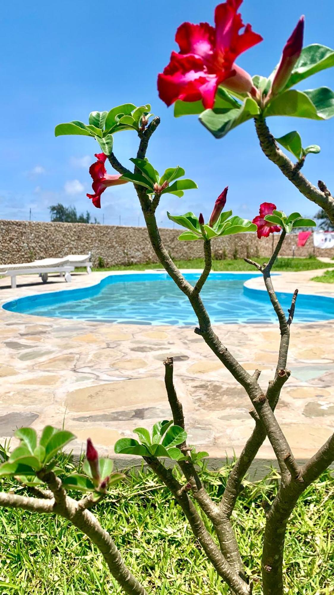 Bed and Breakfast Nyuso Za Afrika Watamu Esterno foto
